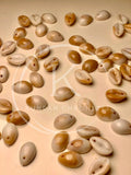 Plastic Shells-12pcs